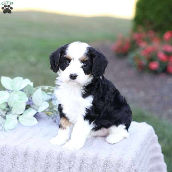 Jett, Cavapoo Puppy